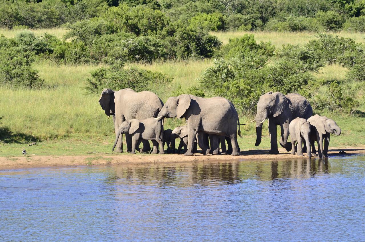 Lalibela Game Reserve Mark'S Camp Grahamstown Eksteriør billede