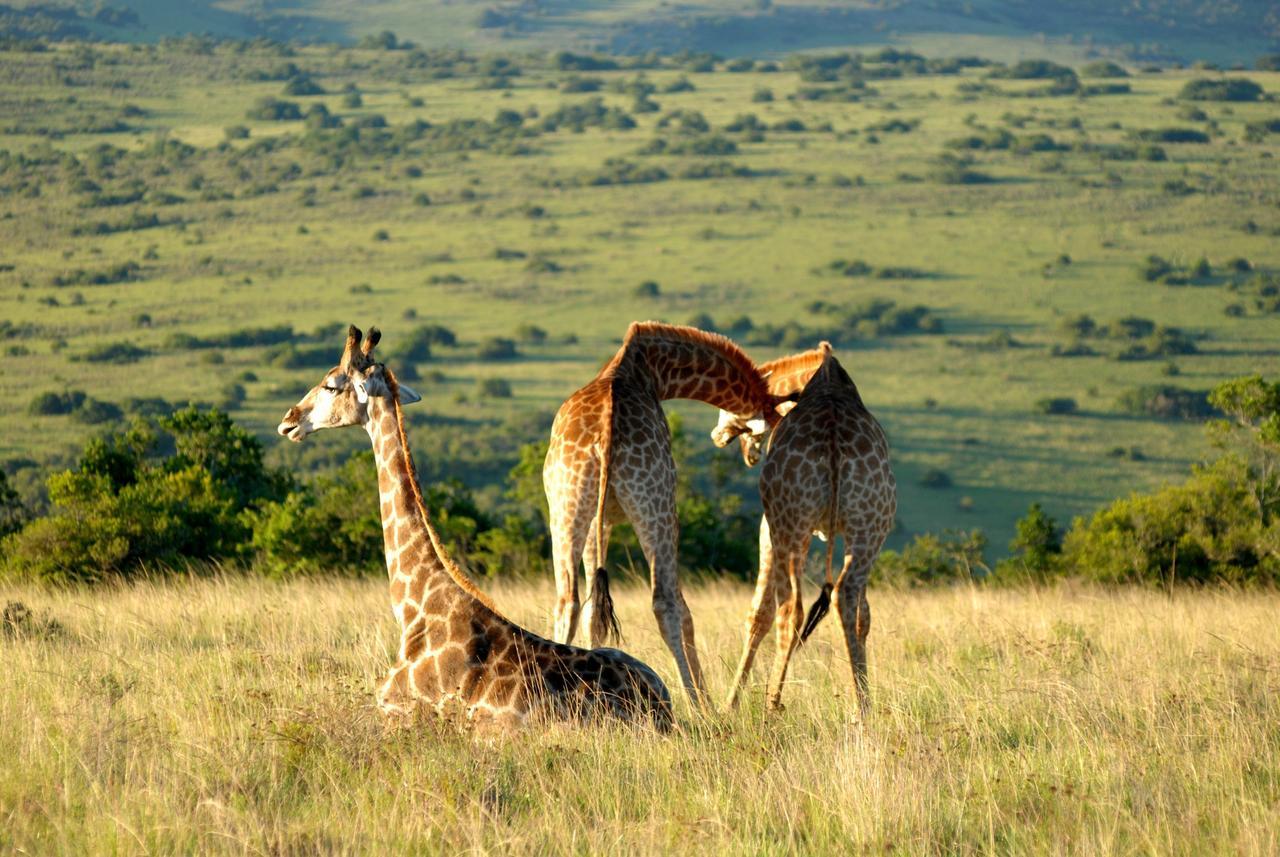 Lalibela Game Reserve Mark'S Camp Grahamstown Eksteriør billede
