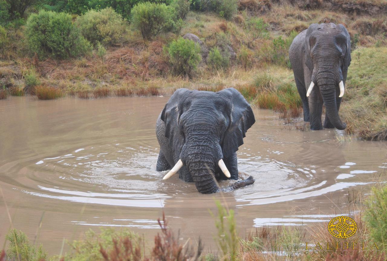 Lalibela Game Reserve Mark'S Camp Grahamstown Eksteriør billede
