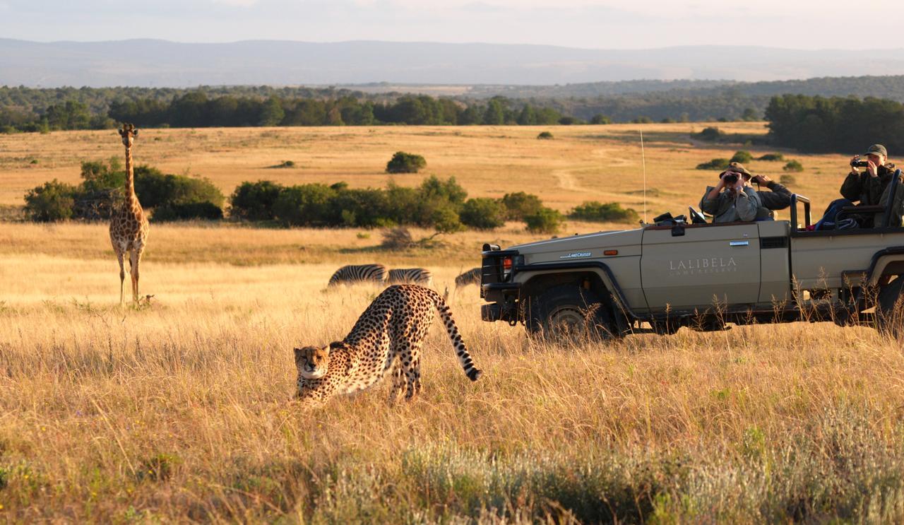 Lalibela Game Reserve Mark'S Camp Grahamstown Eksteriør billede