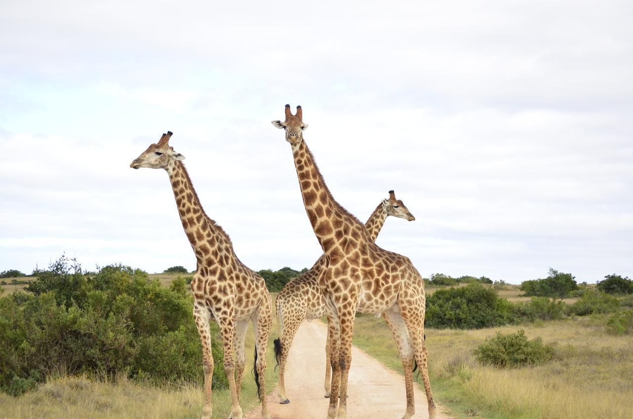 Lalibela Game Reserve Mark'S Camp Grahamstown Eksteriør billede