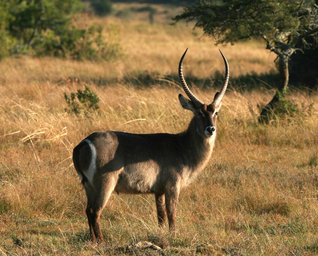 Lalibela Game Reserve Mark'S Camp Grahamstown Eksteriør billede