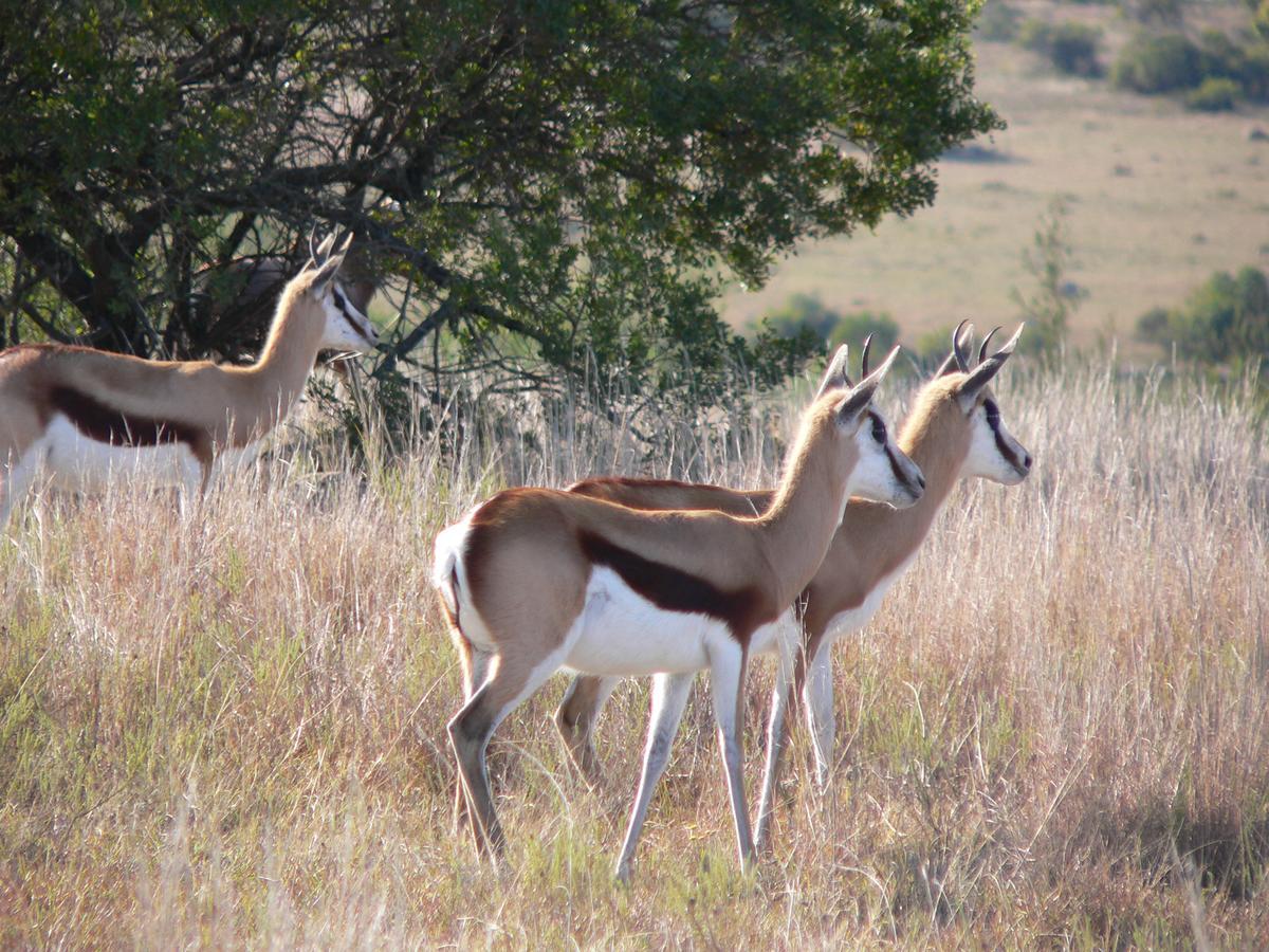 Lalibela Game Reserve Mark'S Camp Grahamstown Eksteriør billede